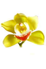 Fototapeta na wymiar Cymbidium kwiat