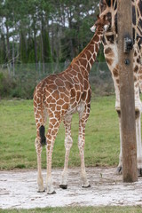 BABY GIRAFFE
