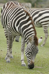 Fototapeta na wymiar zebra eating