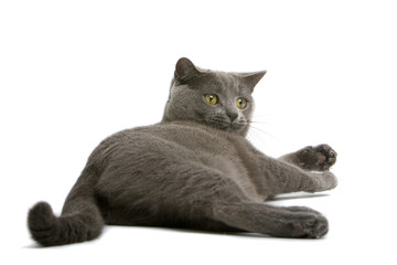 Grey British Short-haired cat
