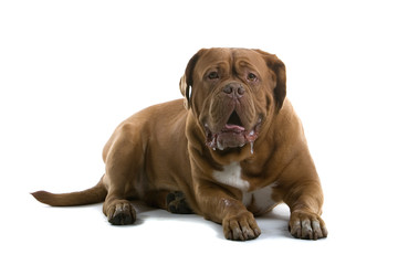 bordeaux dog, french mastiff isolated on white