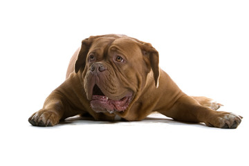 bordeaux dog, french mastiff isolated on white