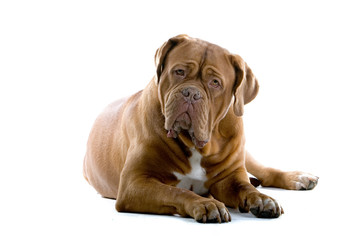 bordeaux dog, french mastiff isolated on white - obrazy, fototapety, plakaty