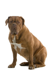 bordeaux dog, french mastiff isolated on white