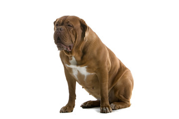 Obraz premium bordeaux dog, french mastiff isolated on white