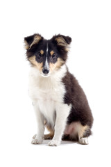 collie dog puppy isolated on white