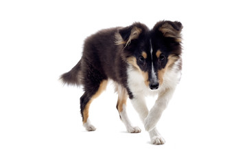 collie dog puppy isolated on white