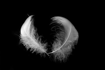 white feather on black background