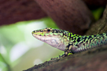 Lizard