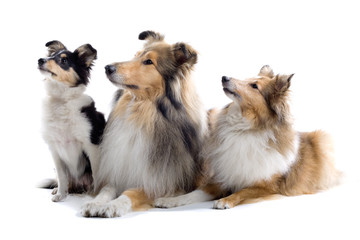 collie dogs isolated on white