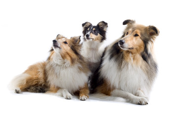 Fototapeta premium collie dogs isolated on white