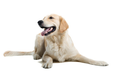 golden retriever   dog isolated on a white background
