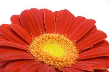 Half red Daisy gerber isolated on white