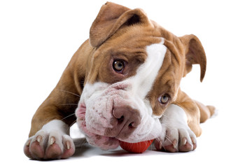 Renaissance Bulldog dog isolated on  white  