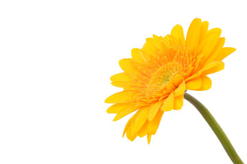 yellow daisy flower on white background, space for messages