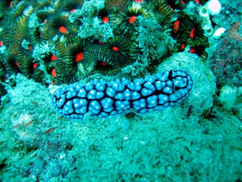 Tropische Unterwasserwelt