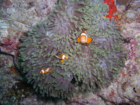 Tropische Unterwasserwelt