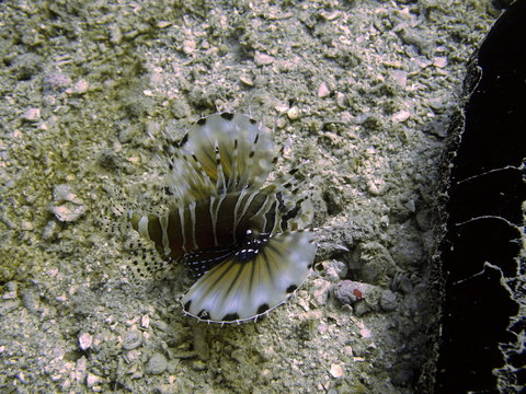 Tropische Unterwasserwelt