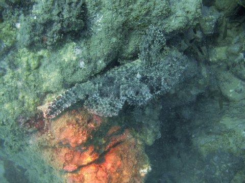 Tropische Unterwasserwelt