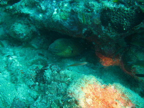 Tropische Unterwasserwelt