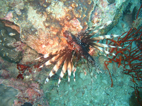 Tropische Unterwasserwelt