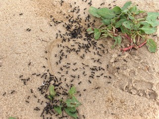 hormigas