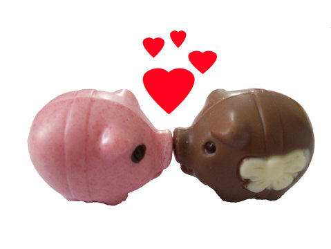 verliebte Schweine