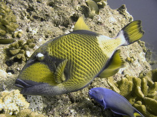 Tropische Unterwasserwelt