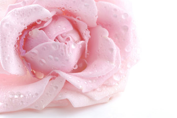 droplet on pink rose