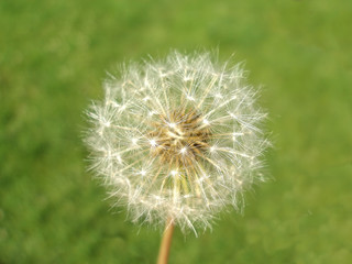 Fototapeta premium A dandelion against a green background - closeup