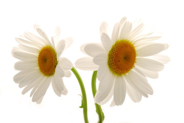 white daisy flowers