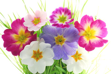 bunch of primula flowers