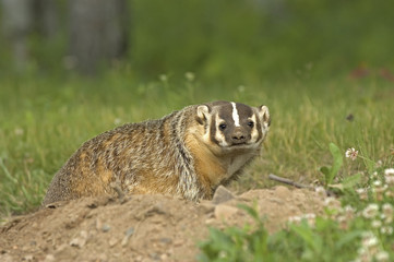 Badger at his den. Photographed in Northern Minnesota