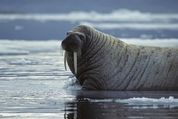 Walrus bull in the Canadian Arctic