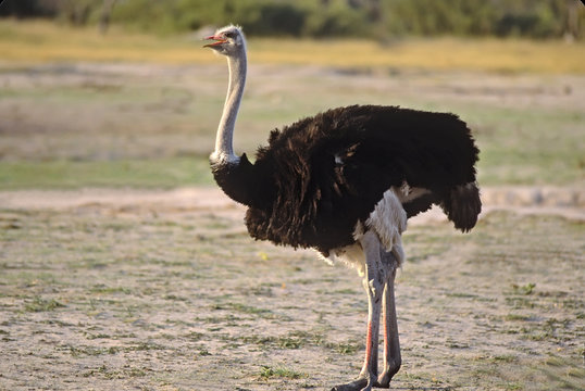 Male ostrich. Photographed in Etosha National Park, Namibia