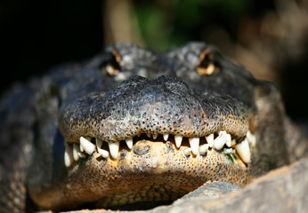 Obraz premium Alligator Teeth