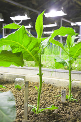 growing experimental plant in the greenhouse