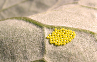 Insect Eggs © Jon Yuschock