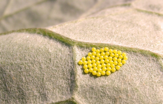 Insect Eggs