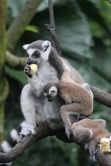 Lemur family 5
