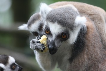 Lemur family 4