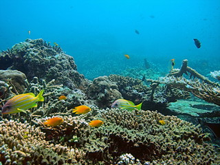 Naklejka na ściany i meble Tropical podwodny świat rafy koralowej-