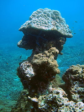 Tropische Unterwasserwelt Korallen-Riff