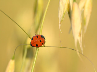 Ladybird on the wheat