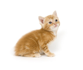 Yellow kitten on white background
