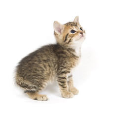 Tabby kitten looking up