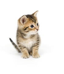 Fototapeta premium Shy tabby kitten