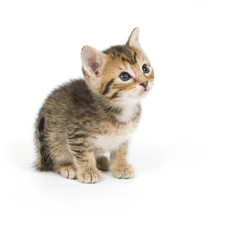 Shy tabby kitten