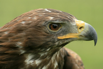 Harris Hawk