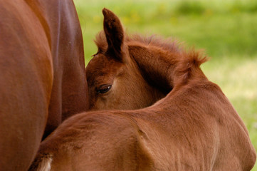 Colt in cute pose with Mare